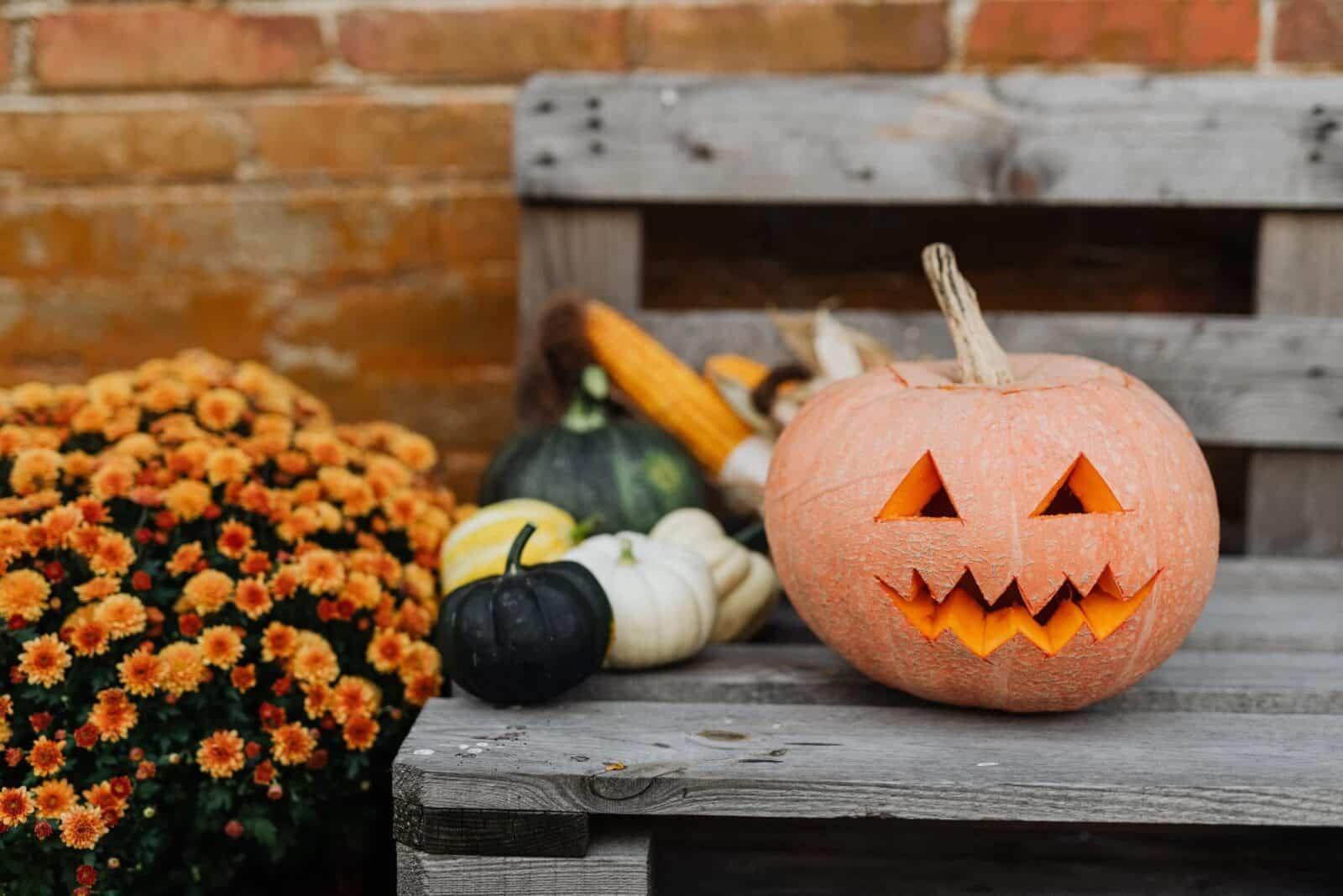 halloween jack o lantern sitting on a wooden bench next to a mums bush